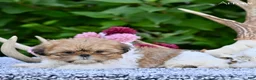 Shih Tzu dogs for sale: Arrow - Ad 8
