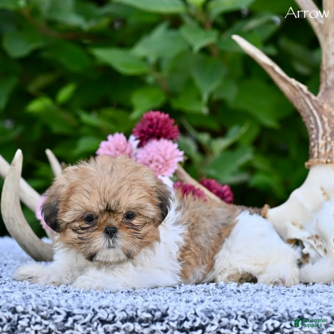 Shih Tzu dogs for sale: Arrow - Ad 8