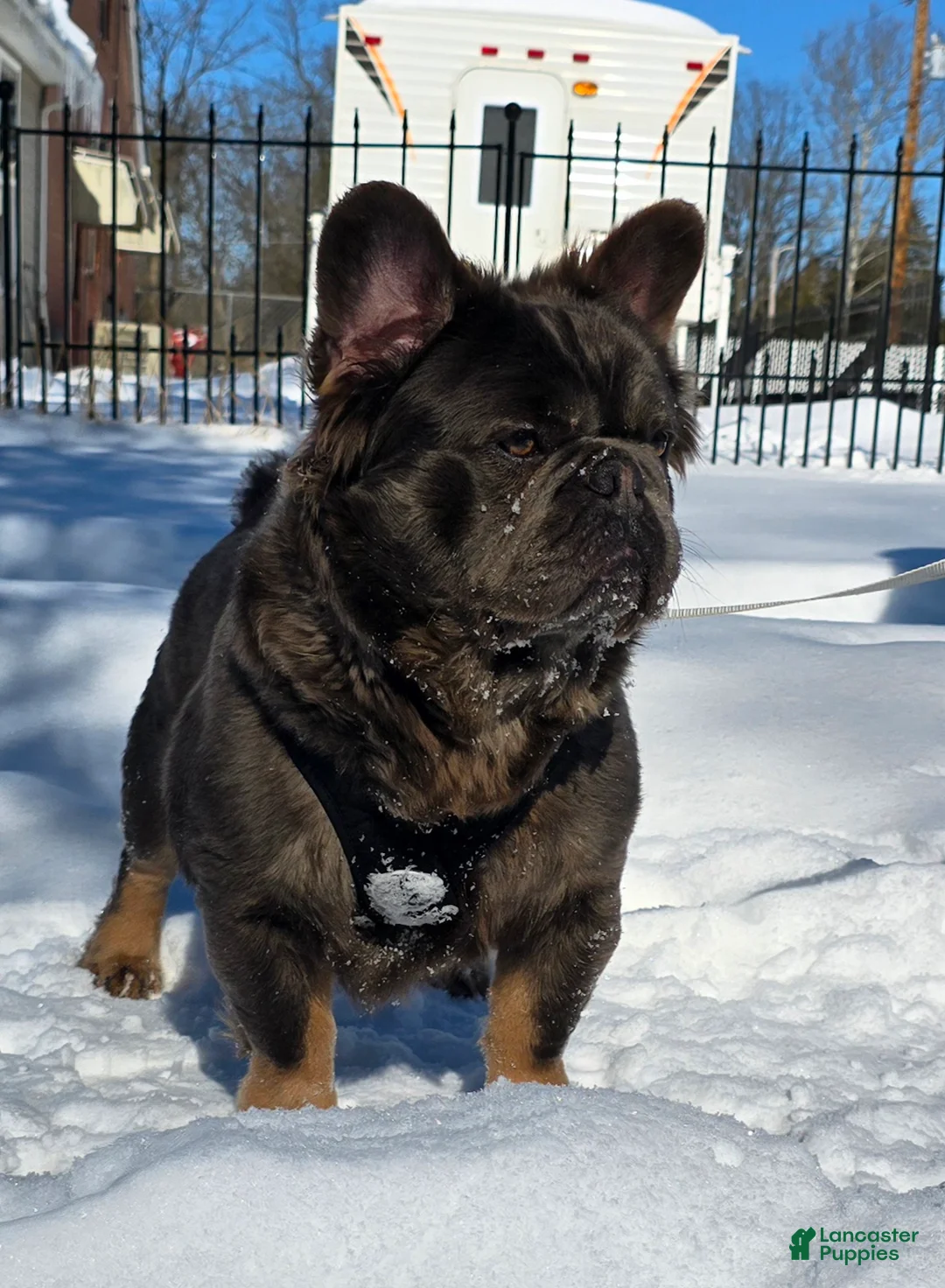 French Bulldog dogs for sale: Tyson - Ad 9