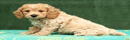 Cockapoo dogs for sale: Nick - Ad 7