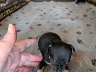 Chihuahua dogs Yvette - Ad 24