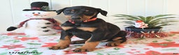 Doberman Pinscher dogs for sale: Bella   - Ad 2