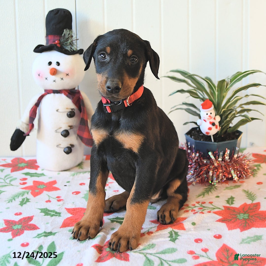 Doberman Pinscher dogs for sale: Bella   - Ad 2