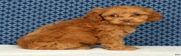 Cockapoo dogs for sale: Macy - Ad 5