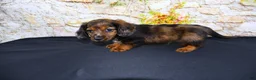 Miniature Dachshund dogs for sale: Butters - Ad 15