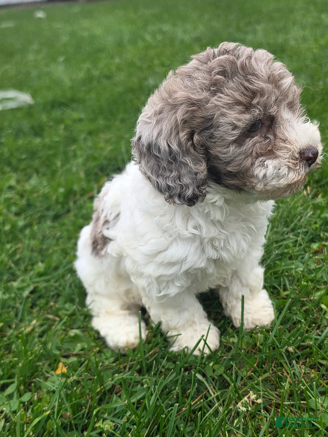 Cockapoo dogs for sale: Cockapoo Female 4 - Ad 2