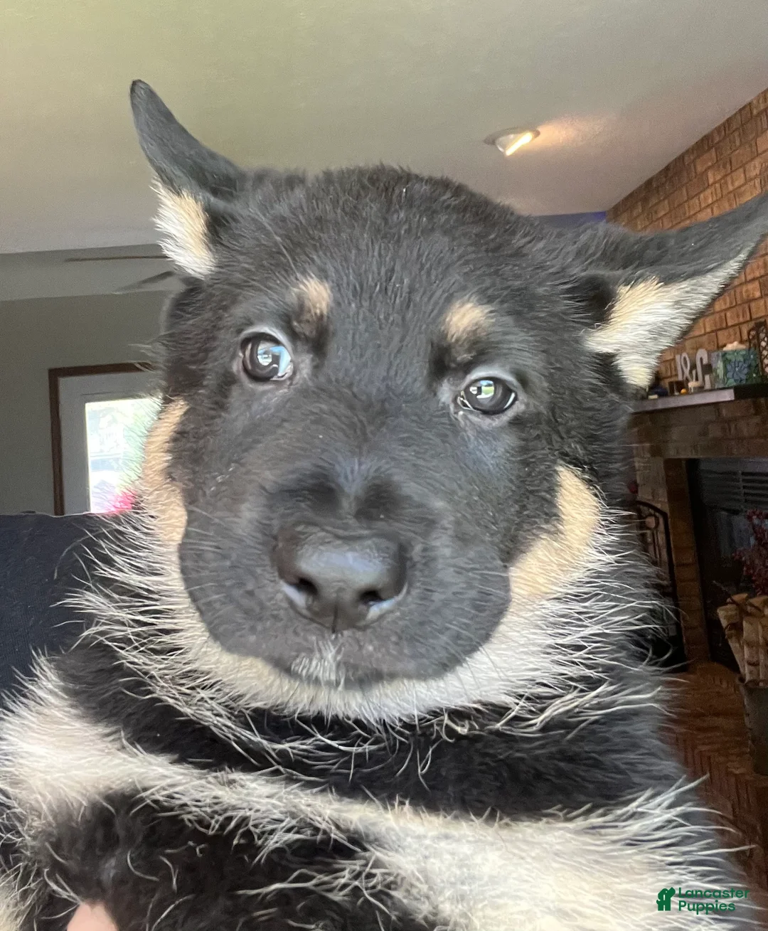 German Shepherd dogs for sale: German Shepherd Puppy 5 - Ad 1