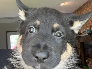 German Shepherd dogs German Shepherd Puppy 5 - Ad 31