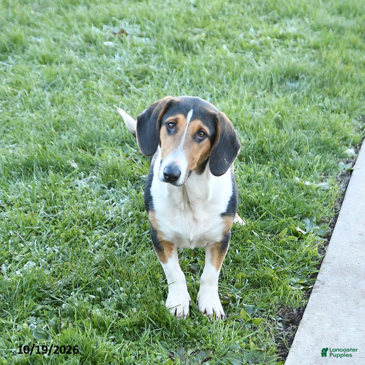 Mixed Breed dogs for sale: Bella   - Ad 2