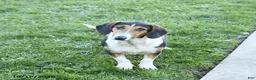 Mixed Breed dogs for sale: Bella   - Ad 2