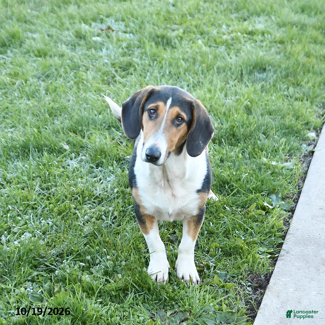 Mixed Breed dogs for sale: Bella   - Ad 2