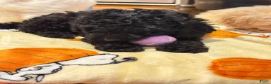 Ben