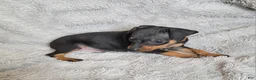 Miniature Pinscher dogs for sale: Paws 🐾  - Ad 5