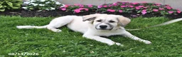 Mixed Breed dogs for sale: Bowan - Ad 5