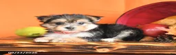 Morkie dogs for sale: Cinnamon - Ad 4