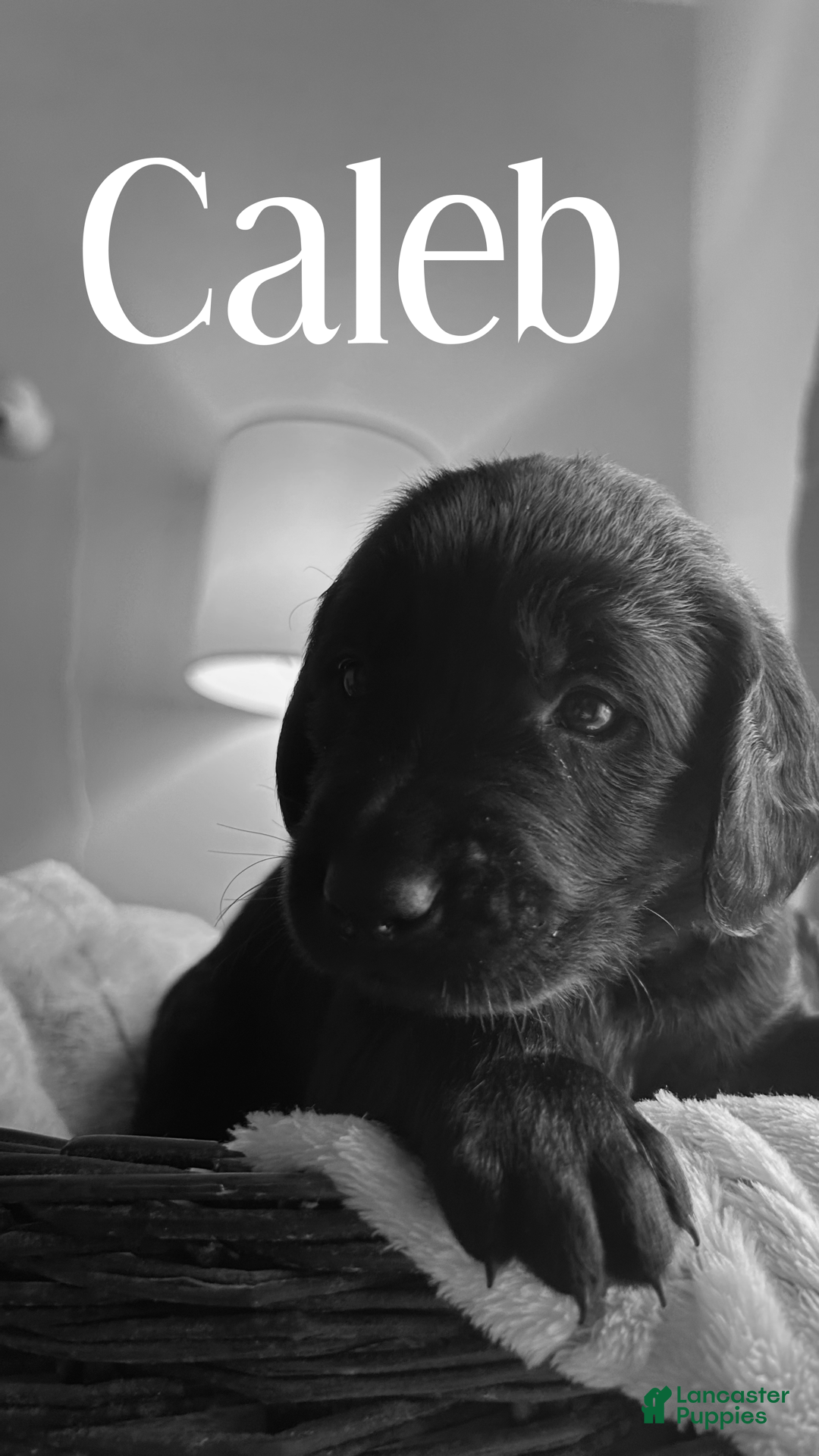 Mixed Breed dogs Golden Labradoodle Puppy 5 Light Blue Collar - Ad 9