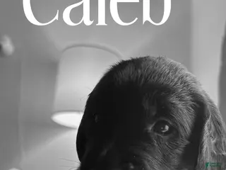 Mixed Breed dogs Golden Labradoodle Puppy 5 Light Blue Collar - Ad 9