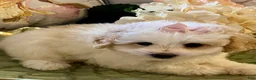 Pomapoo dogs for sale: Pomapoo 3 - Ad 4