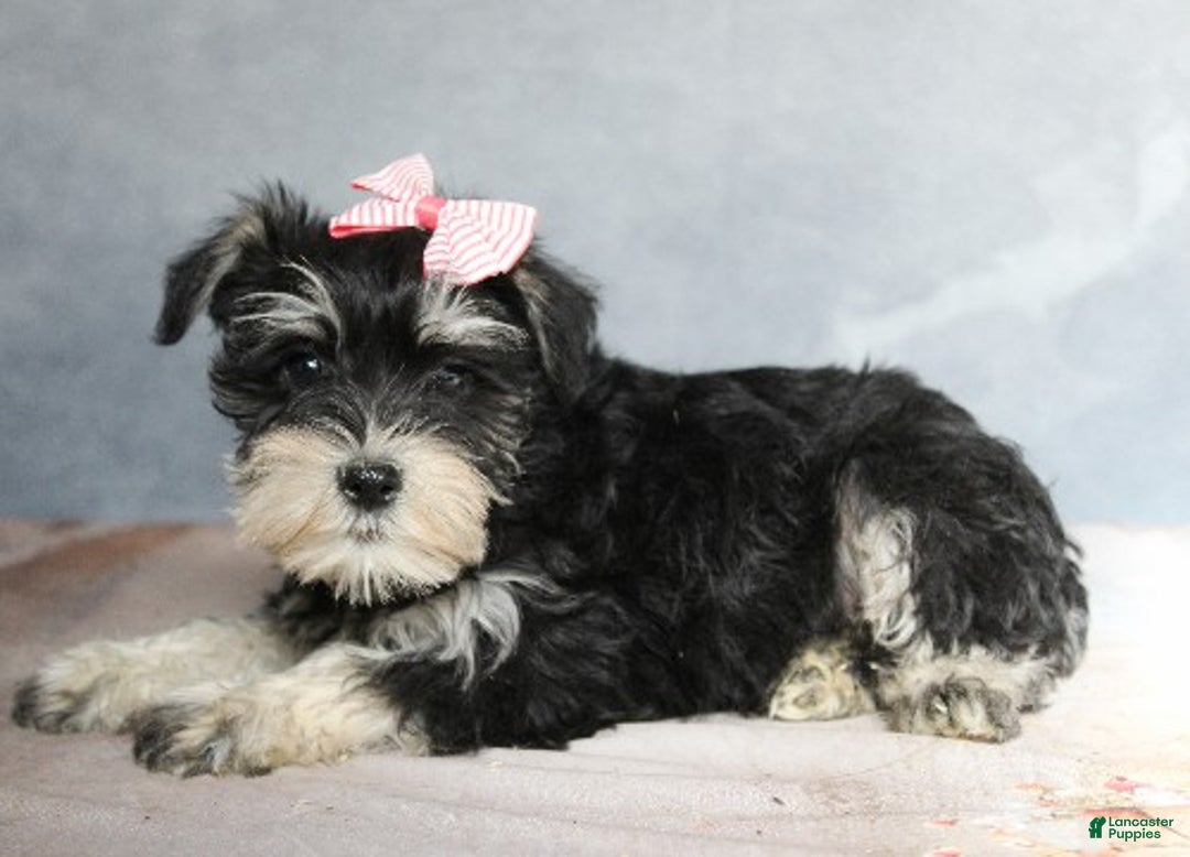 Miniature Schnauzer dogs for sale: Tabitha - Ad 3
