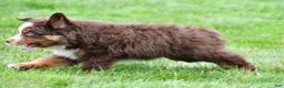 Miniature Australian Shepherd dogs for sale: Wendall - Ad 4