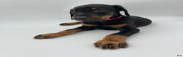 Doberman Pinscher dogs for sale: Red - Ad 3