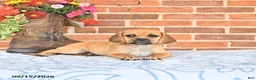 Puggle dogs for sale: Saloma - Ad 3