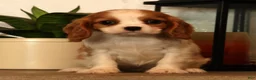 Cavalier King Charles Spaniel dogs for sale: Bree - Ad 7