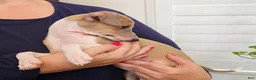 Italian Greyhound dogs for sale: Shiloh - Ad 7