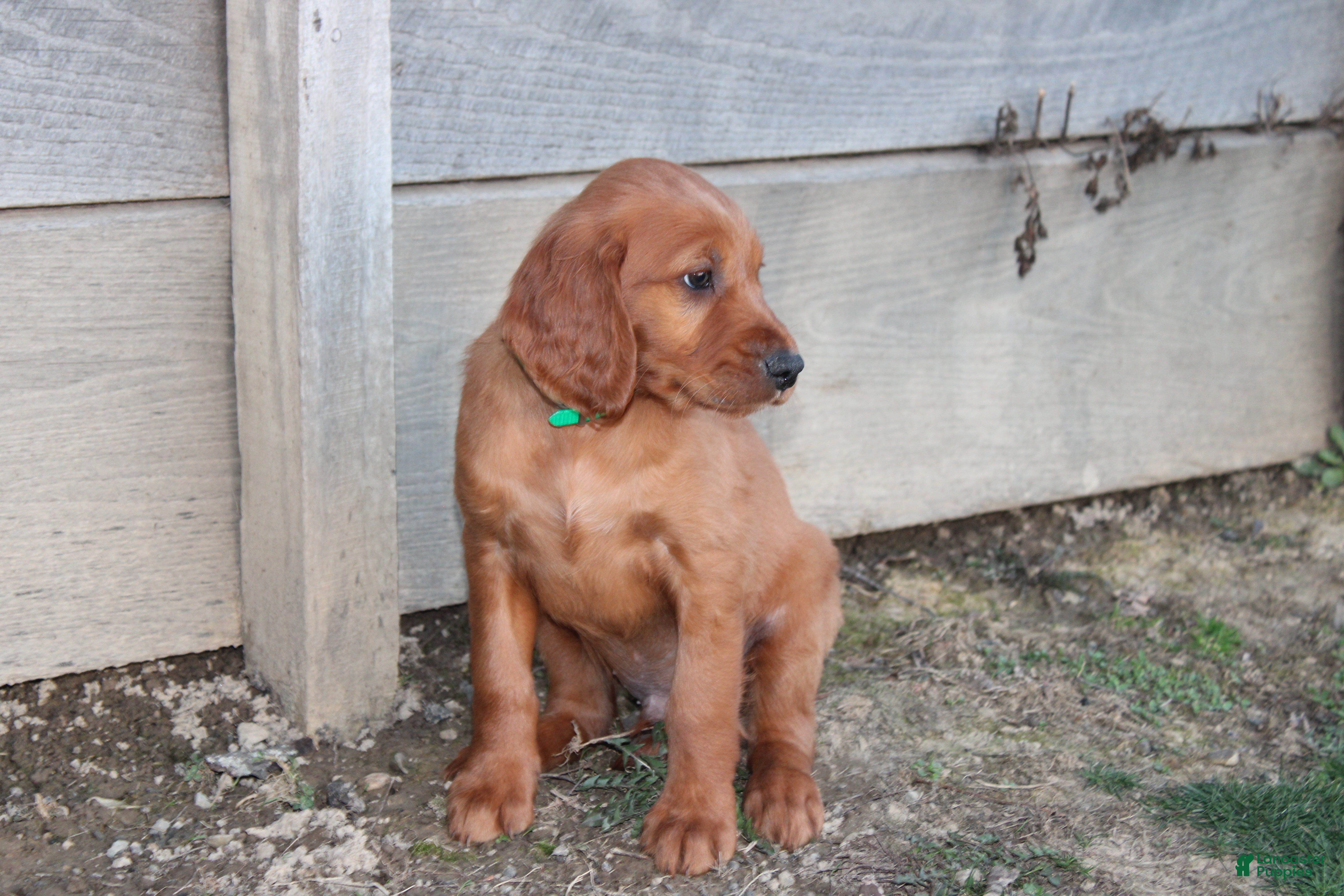 Mixed Breed dogs Mixed Breed Puppy 3 - Ad 2