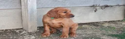 Mixed Breed dogs for sale: Mixed Breed Puppy 3 - Ad 2