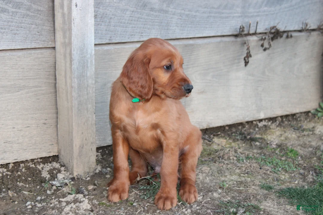 Mixed Breed dogs for sale: Mixed Breed Puppy 3 - Ad 2