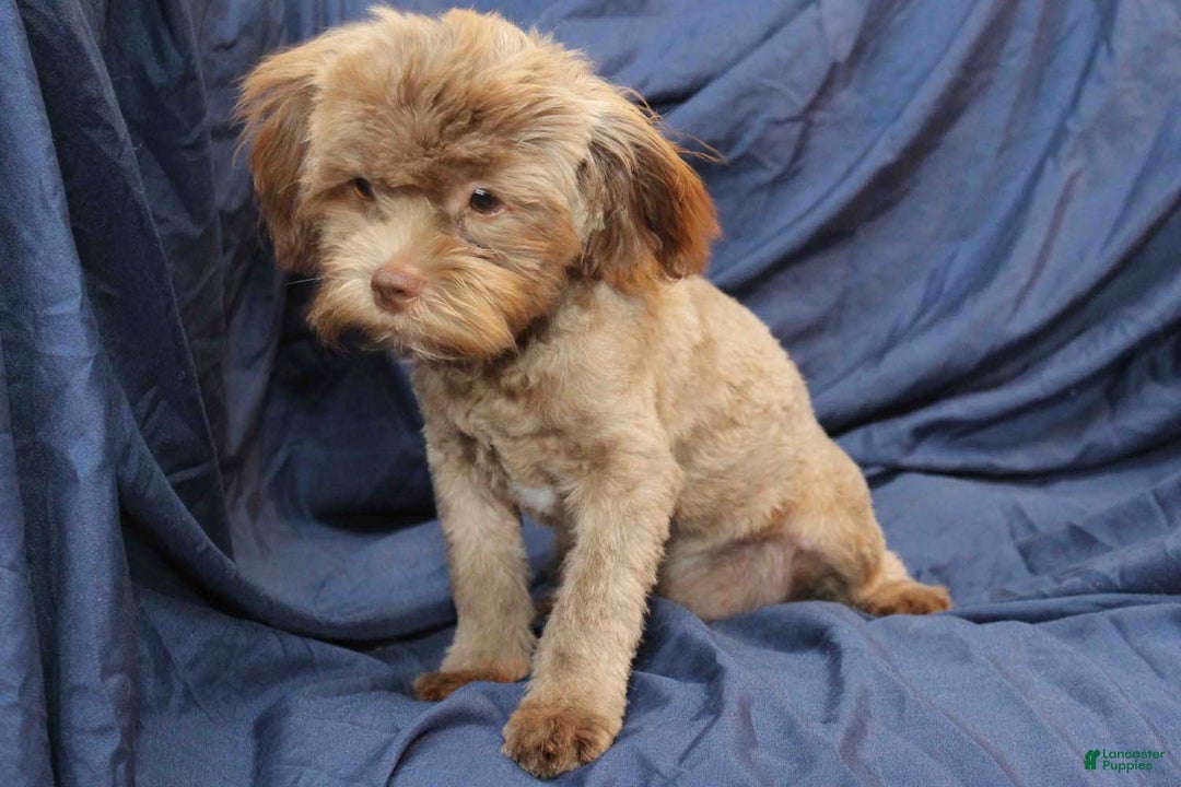Shihpoo dogs for sale: Austin - Ad 2