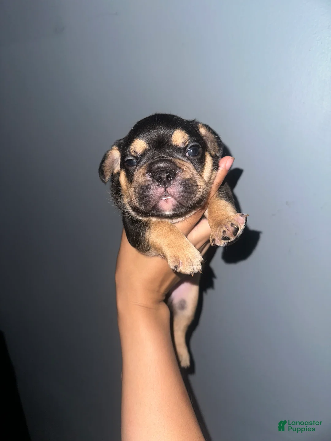 French Bulldog dogs for sale: Rotti - Ad 1