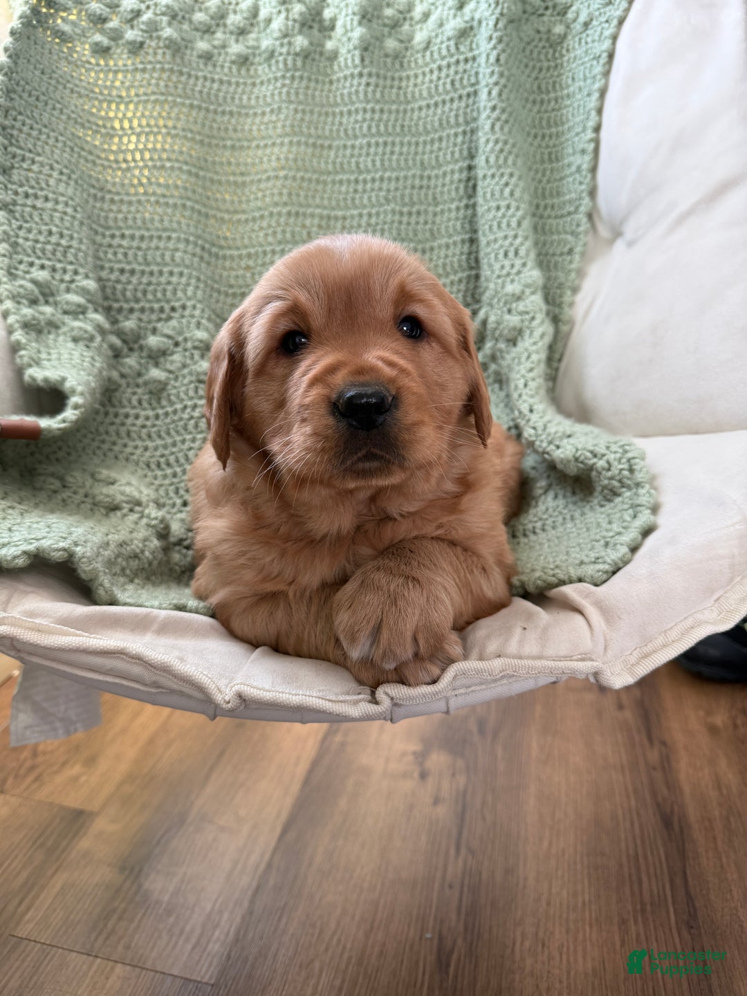 Golden Retriever dogs for sale: Sunny - Ad 1