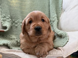 Golden Retriever dogs Sunny - Ad 17