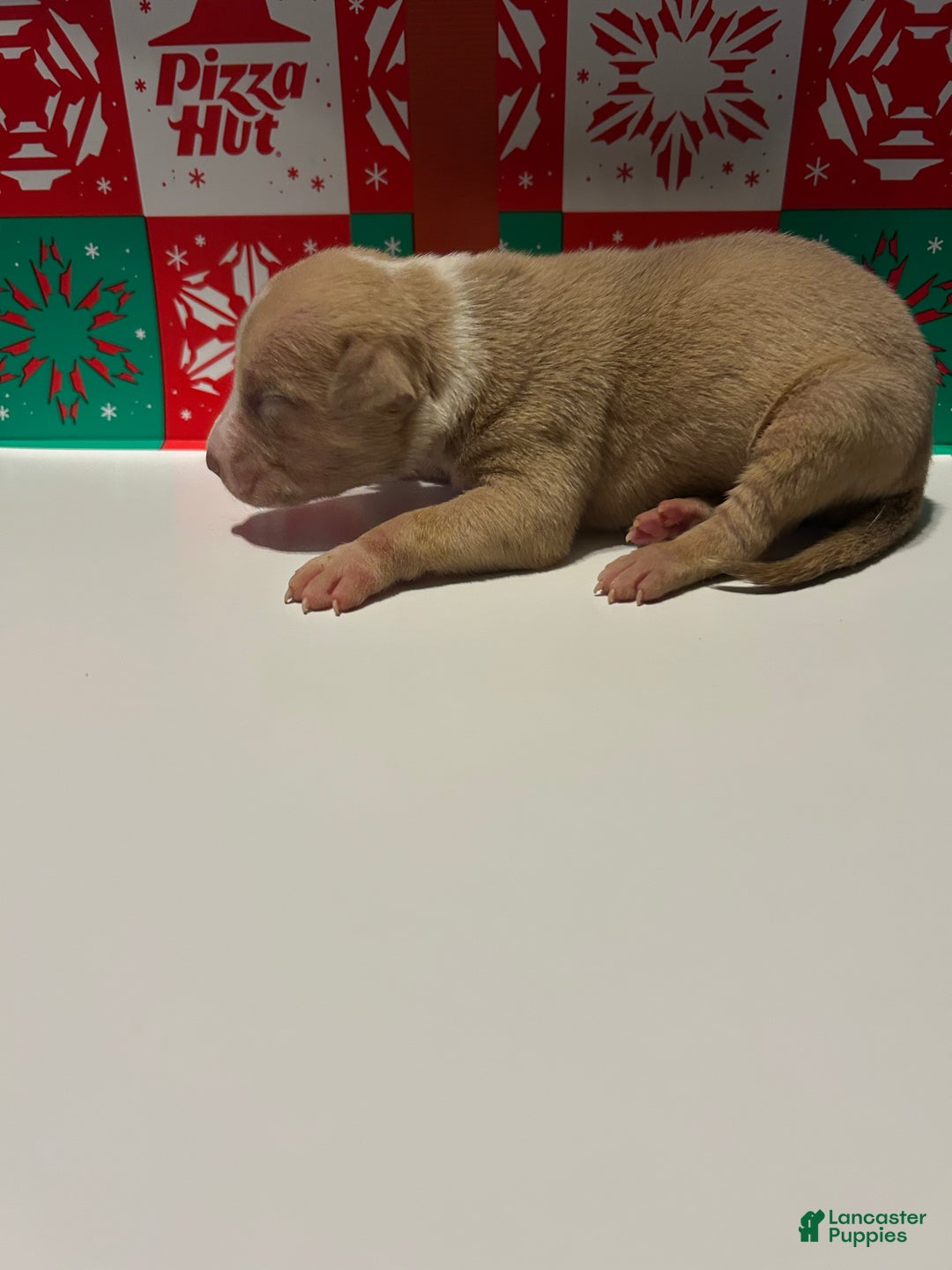 American Bully dogs for sale: American Bully Puppy 5 - Ad 2