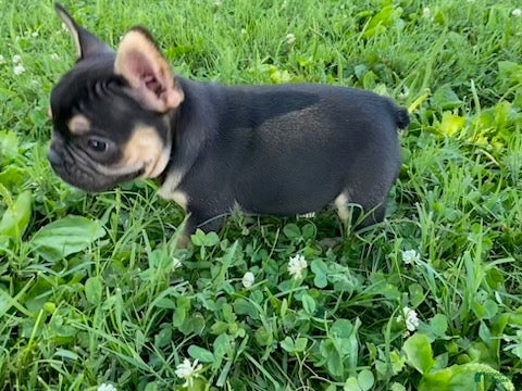 French Bulldog dogs Midnight-frenchie - Ad 2