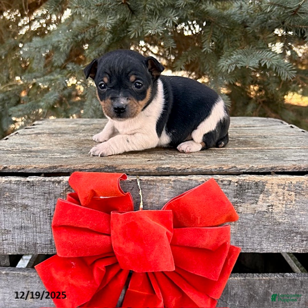 Rat Terrier dogs for sale: Marley - Ad 2
