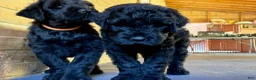 Black Russian Terrier dogs for sale: Girl 2 - Ad 4