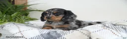 Miniature Dachshund dogs for sale: Captain - Ad 4