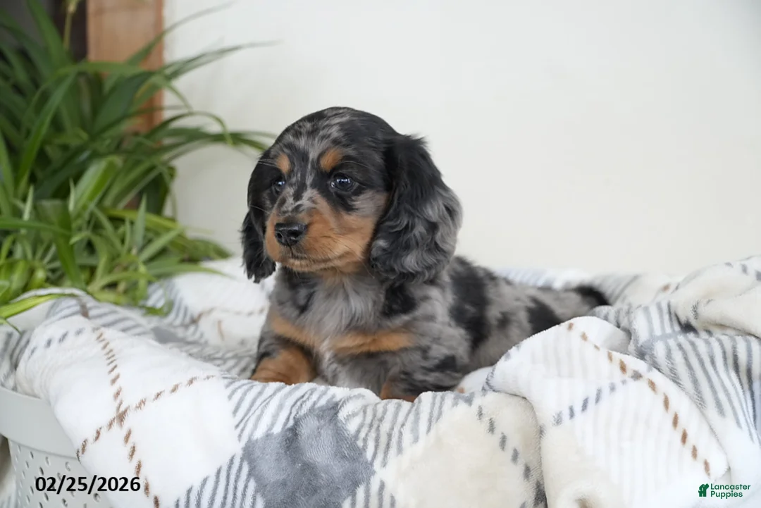 Miniature Dachshund dogs for sale: Captain - Ad 4