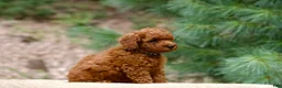 Miniature Poodle dogs for sale: Miniature Poodle 1 - Ad 2