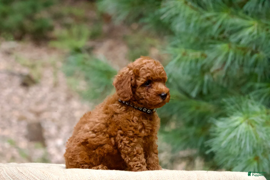Miniature Poodle dogs for sale: Miniature Poodle 1 - Ad 2