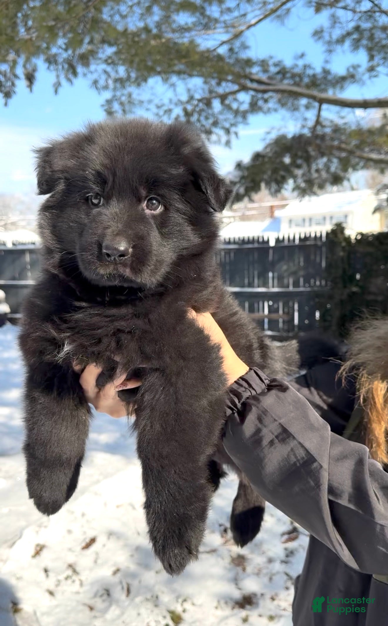 German Shepherd dogs Stormi - Ad 2