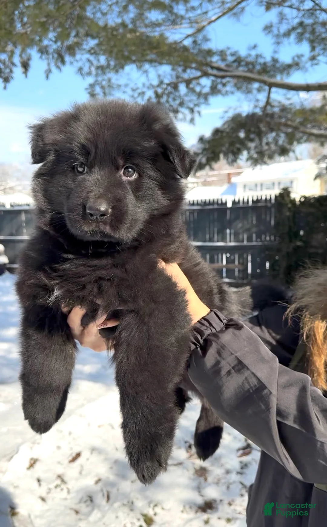 German Shepherd dogs for sale: Stormi - Ad 2