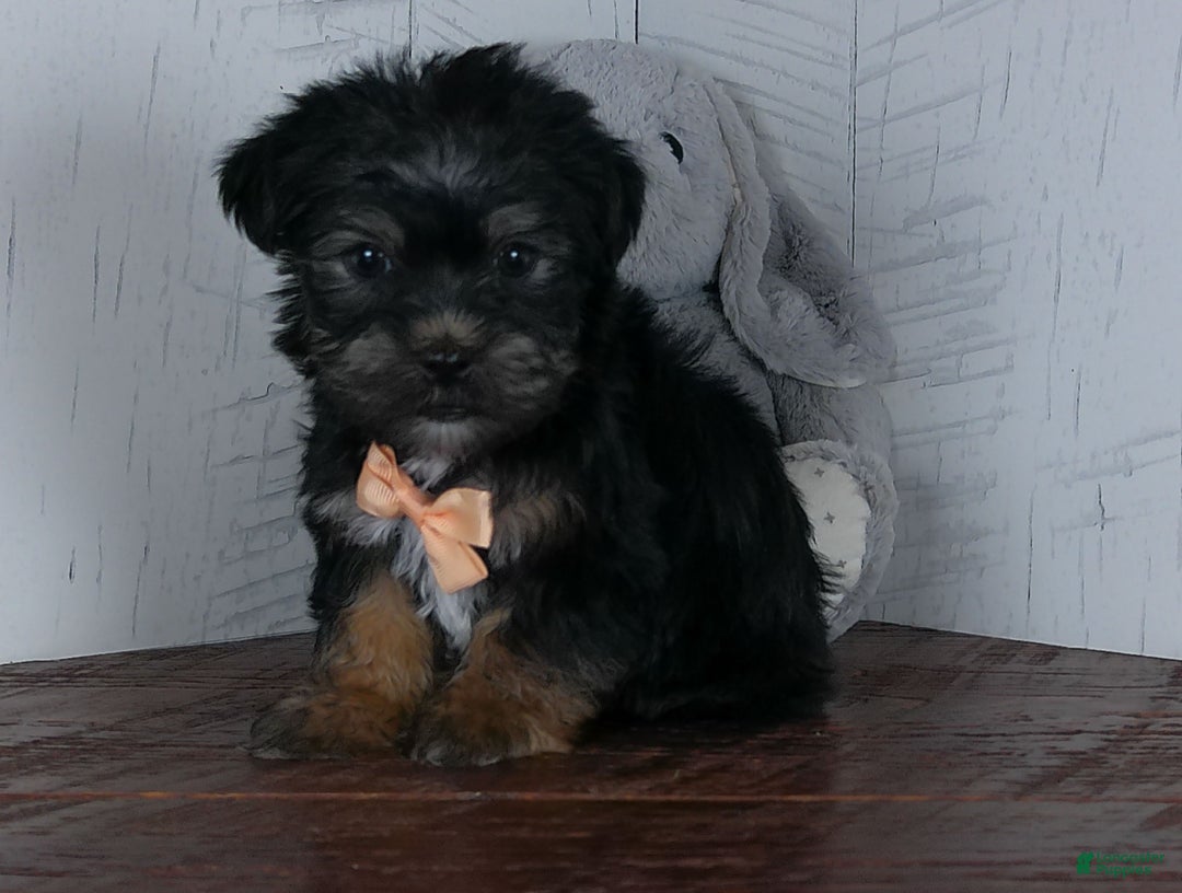 Shorkie dogs for sale: Bandit - Ad 6
