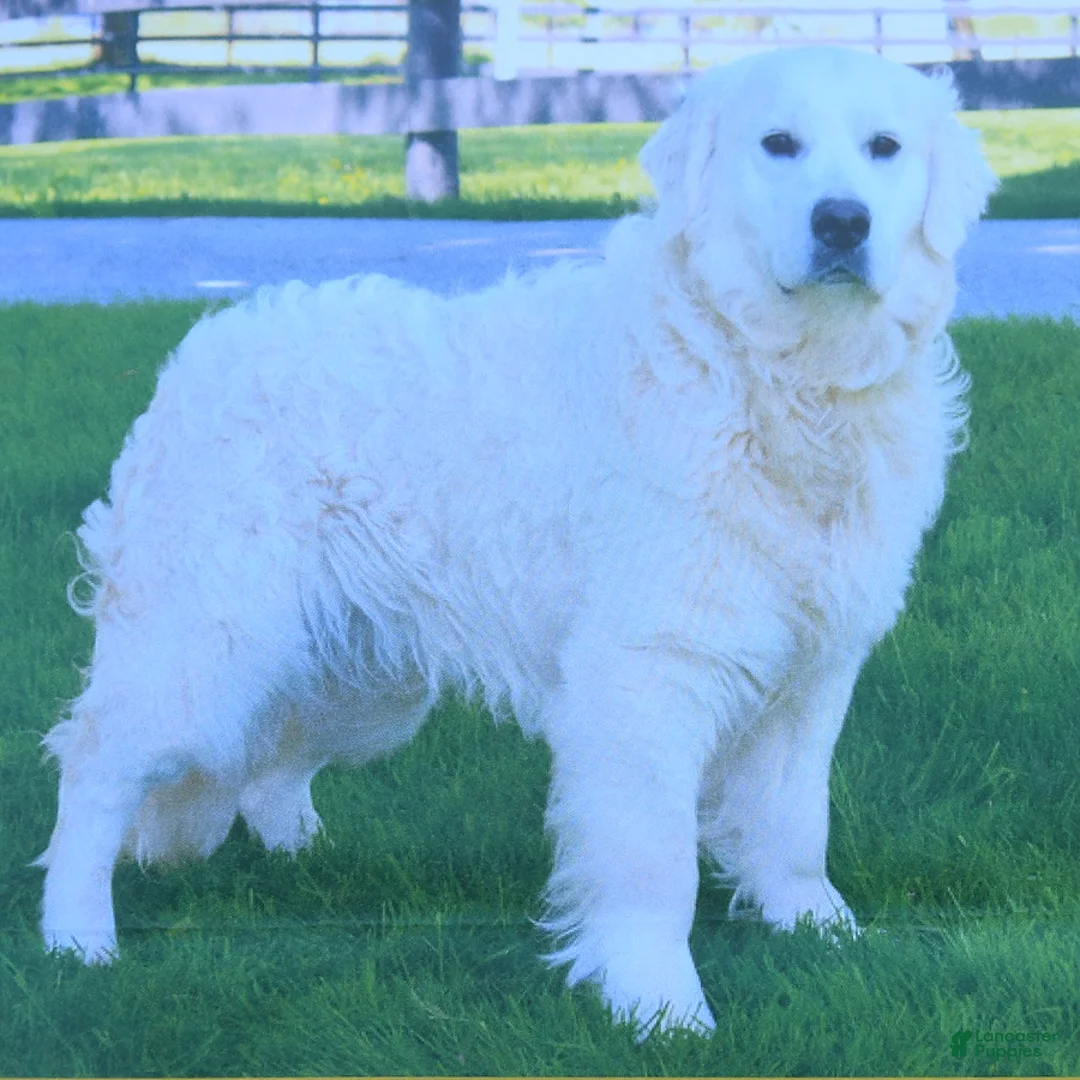 Golden Retriever dogs for sale: Logan - Ad 7