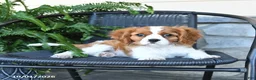 Cavalier King Charles Spaniel dogs for sale: Max - Ad 2