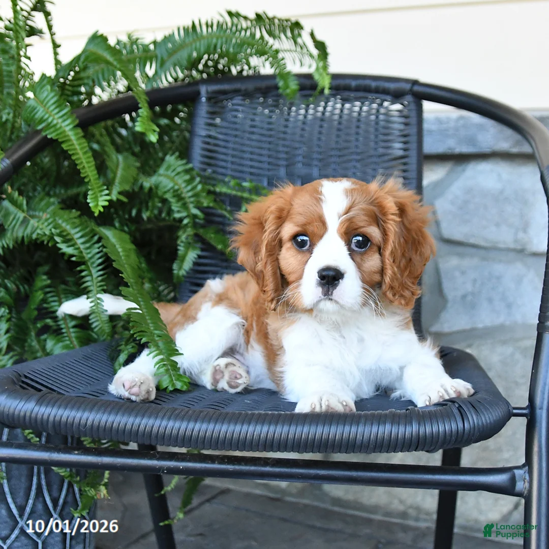 Cavalier King Charles Spaniel dogs for sale: Max - Ad 2