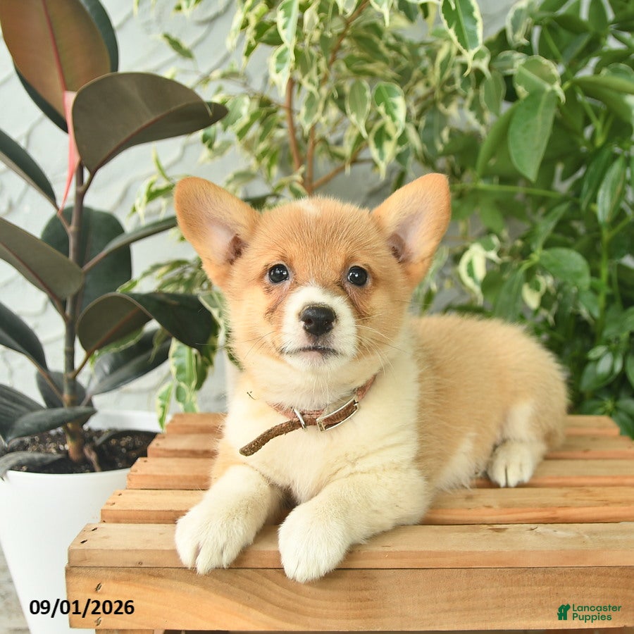 Welsh Corgi Pembroke dogs for sale: Harmony  - Ad 3